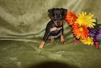 Duke, a male Miniature Pinscher for sale in Harrisonburg, VA – Photo 5 of 7