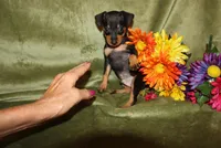 Duke, a male Miniature Pinscher for sale in Harrisonburg, VA – Photo 6 of 7
