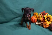 Marty, a male Miniature Pinscher for sale in Harrisonburg, VA – 3 of 7