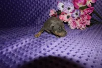 Bella, a female Miniature Pinscher for sale in Harrisonburg, VA – 5 of 7