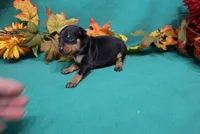 Sherlock, a male Miniature Pinscher for sale in Harrisonburg, VA – 6 of 8