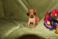 Meg, a female Miniature Pinscher for sale in Harrisonburg, VA – 3 of 7
