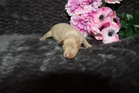 LuLu, a female Miniature Pinscher for sale in Harrisonburg, VA – 5 of 6
