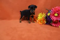 Bebe, a female Miniature Pinscher for sale in Harrisonburg, VA – 2 of 8
