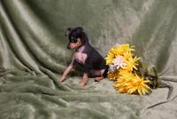 Romeo, a male Miniature Pinscher for sale in Harrisonburg, VA – 3 of 9