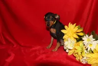 Benny, a male Miniature Pinscher for sale in Harrisonburg, VA – 3 of 6
