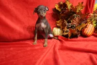 Mickey, a male Miniature Pinscher for sale in Harrisonburg, VA – 7 of 9