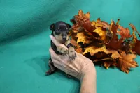 Blair, a female Miniature Pinscher for sale in Harrisonburg, VA – 7 of 7