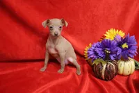 Lady, a female Miniature Pinscher for sale in Harrisonburg, VA – 7 of 7