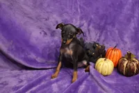 Duke, a male Miniature Pinscher for sale in Harrisonburg, VA – 3 of 8