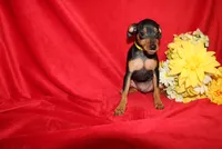 Benny, a male Miniature Pinscher for sale in Harrisonburg, VA – 6 of 6