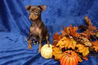 Taco, a male Miniature Pinscher for sale in Harrisonburg, VA – 2 of 7