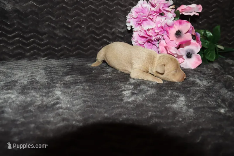 LuLu – Miniature Pinscher puppy for sale in Harrisonburg, VA