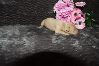LuLu, a female Miniature Pinscher for sale in Harrisonburg, VA – 1 of 6