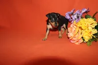 Jack, a male Miniature Pinscher for sale in Harrisonburg, VA – 7 of 7