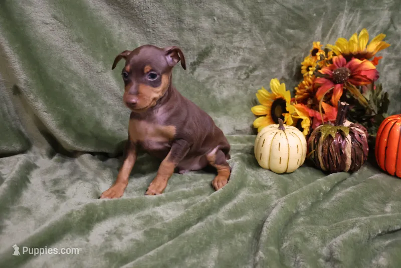 Diesel – Miniature Pinscher puppy for sale in Harrisonburg, VA
