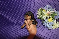 Romeo, a male Miniature Pinscher for sale in Harrisonburg, VA – 1 of 6