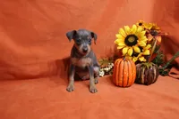 Toto, a male Miniature Pinscher for sale in Harrisonburg, VA – 2 of 7