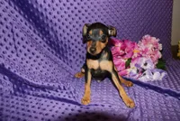 Benny, a male Miniature Pinscher for sale in Harrisonburg, VA – 5 of 7