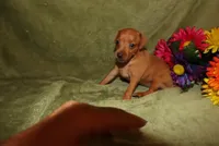 Meg, a female Miniature Pinscher for sale in Harrisonburg, VA – 5 of 7