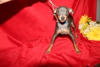 --Blue Boy, a male Miniature Pinscher for sale in Harrisonburg, VA – 7 of 7
