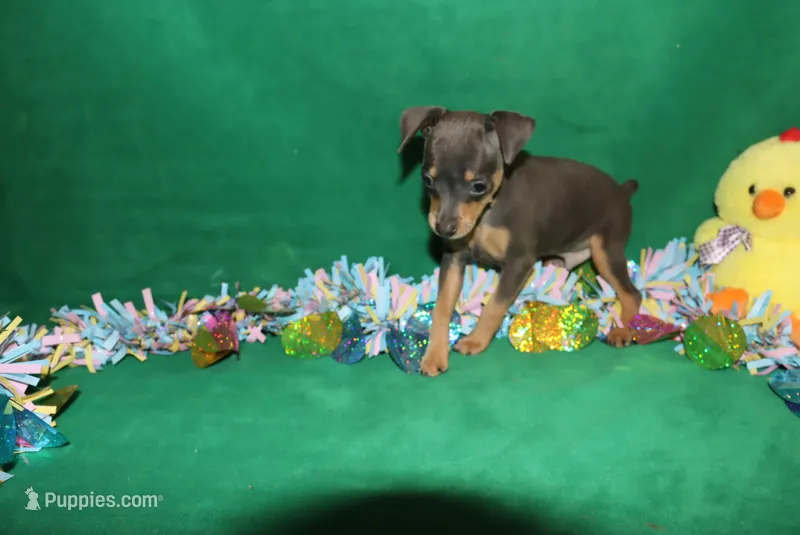 Eli – Miniature Pinscher puppy for sale in Harrisonburg, VA