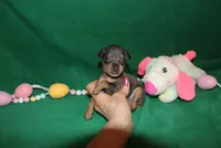 Eli, a male Miniature Pinscher for sale in Harrisonburg, VA – Photo 5 of 6