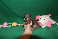 Eli, a male Miniature Pinscher for sale in Harrisonburg, VA – Photo 6 of 6