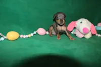 Eli, a male Miniature Pinscher for sale in Harrisonburg, VA – Photo 1 of 6