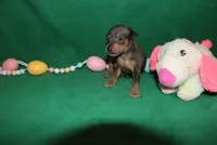 Eli, a male Miniature Pinscher for sale in Harrisonburg, VA – Photo 3 of 6