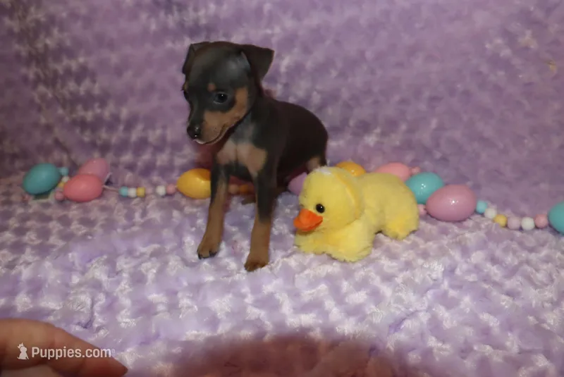 Eli – Miniature Pinscher puppy for sale in Harrisonburg, VA