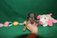 Eli, a male Miniature Pinscher for sale in Harrisonburg, VA – Photo 4 of 6