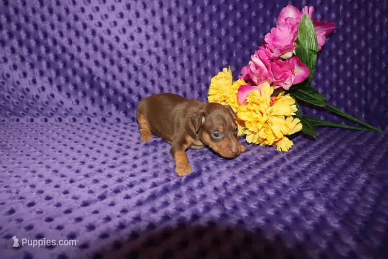 Lucy – Miniature Pinscher puppy for sale in Harrisonburg, VA