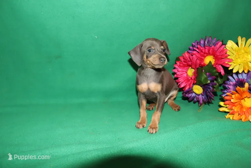Oscar – Miniature Pinscher puppy for sale in Harrisonburg, VA