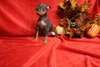 Mickey, a male Miniature Pinscher for sale in Harrisonburg, VA – 4 of 9