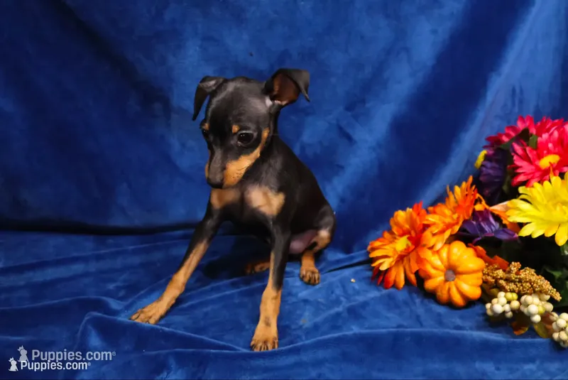 Blair – Miniature Pinscher puppy for sale in Harrisonburg, VA