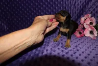 Missy, a  Miniature Pinscher for sale in Harrisonburg, VA – 1 of 7