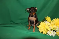 Duke, a male Miniature Pinscher for sale in Harrisonburg, VA – 2 of 7
