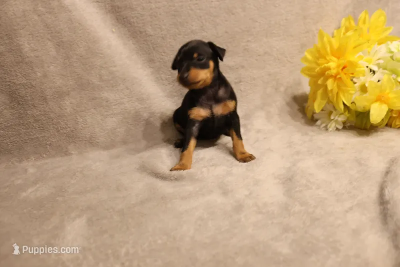 Blair – Miniature Pinscher puppy for sale in Harrisonburg, VA