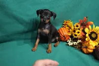 Marty, a male Miniature Pinscher for sale in Harrisonburg, VA – 2 of 7