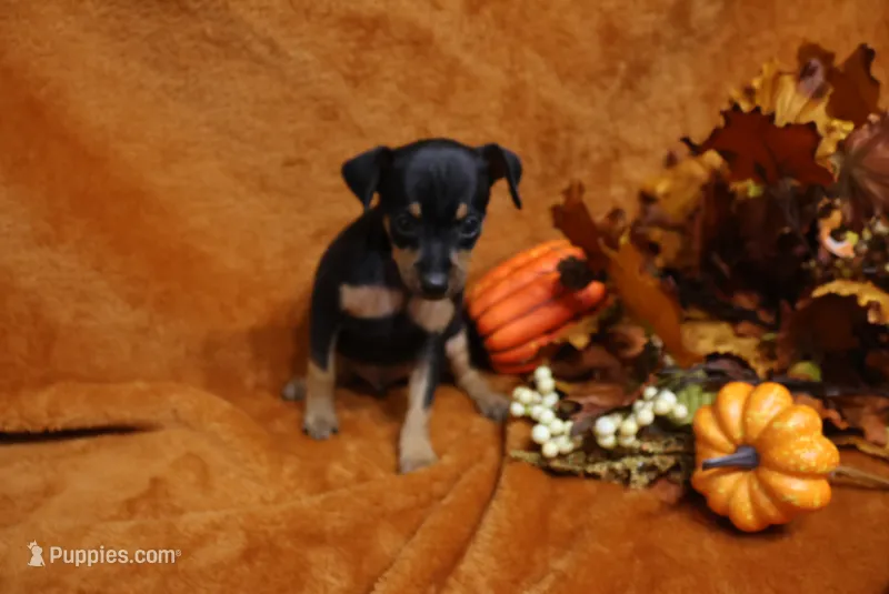 Gator – Miniature Pinscher puppy for sale in Harrisonburg, VA