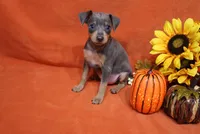 Toto, a male Miniature Pinscher for sale in Harrisonburg, VA – 7 of 7