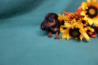 Wennie, a female Miniature Pinscher for sale in Harrisonburg, VA – 4 of 7