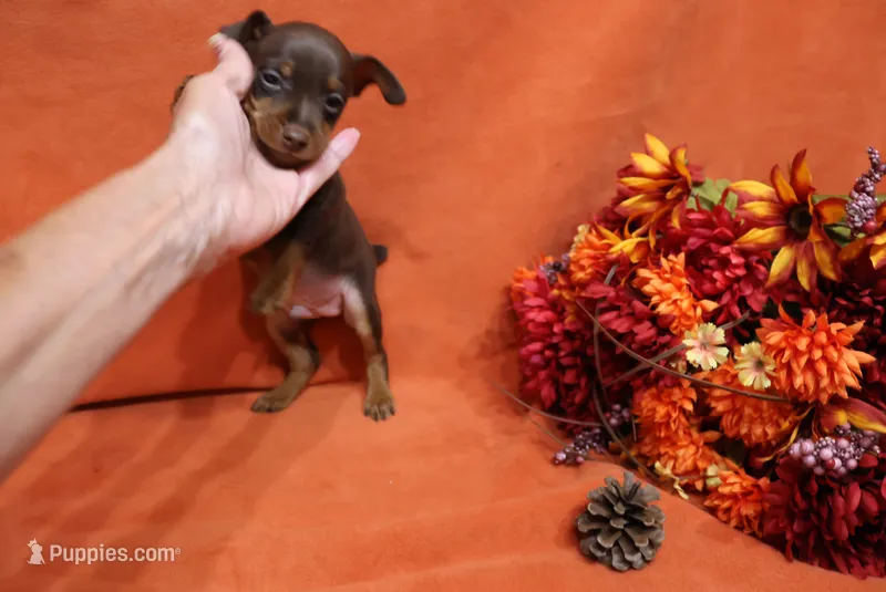 Nacho – Miniature Pinscher puppy for sale in Harrisonburg, VA