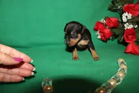 Elvis, a male Miniature Pinscher for sale in Harrisonburg, VA – Photo 3 of 7