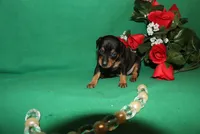 Elvis, a male Miniature Pinscher for sale in Harrisonburg, VA – Photo 6 of 7
