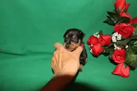 Elvis, a male Miniature Pinscher for sale in Harrisonburg, VA – Photo 2 of 7