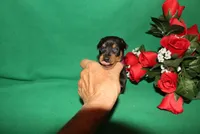 Elvis, a male Miniature Pinscher for sale in Harrisonburg, VA – Photo 1 of 7