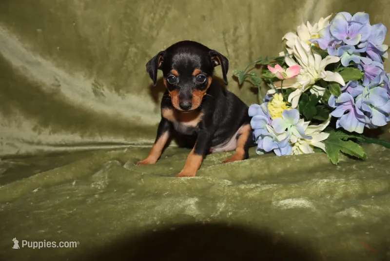 Elvis – Miniature Pinscher puppy for sale in Harrisonburg, VA