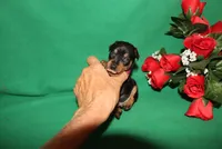 Elvis, a male Miniature Pinscher for sale in Harrisonburg, VA – Photo 5 of 7